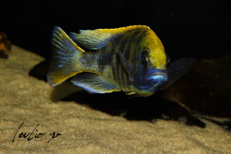 Nimbochromis venustus